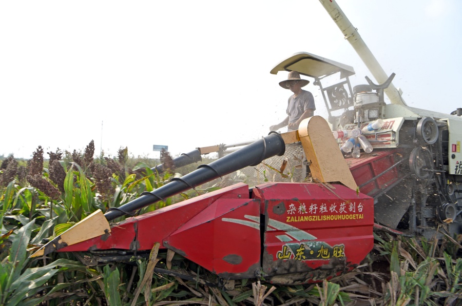 安徽淮南：寒露抢收高粱忙【7】