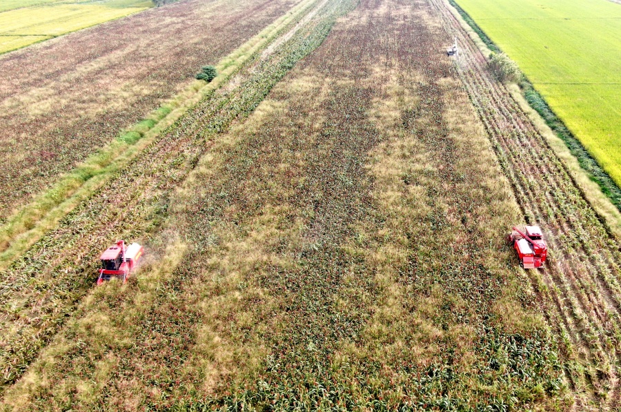 安徽淮南：寒露搶收高粱忙【9】