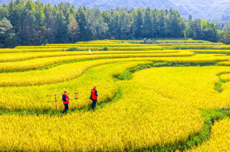 供电技术人员稻田巡线。朱学文供图