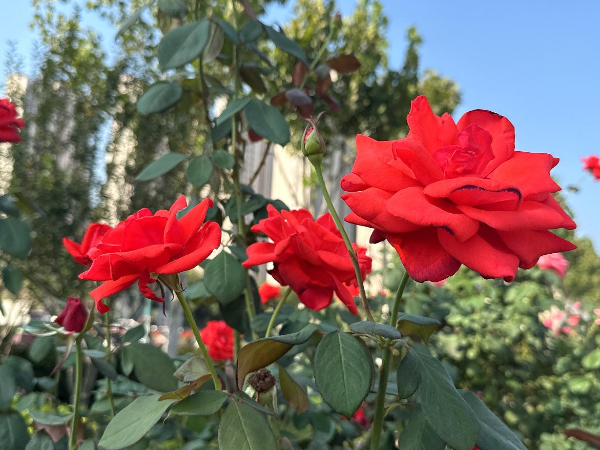 合肥高新區“花樣”告白。
