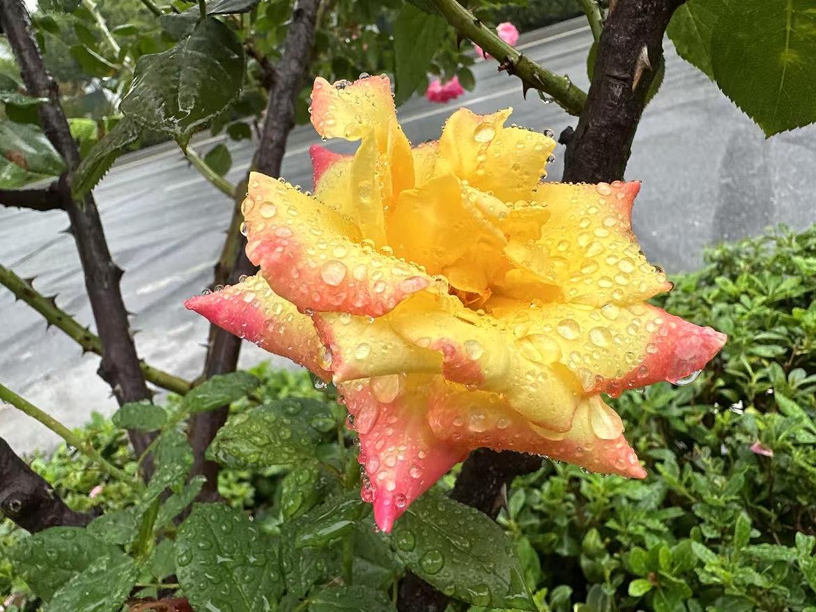 合肥高新區“花樣”告白。
