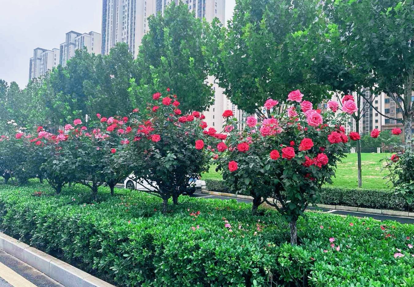 合肥高新區“花樣”告白。