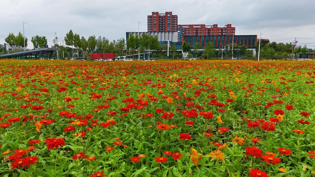 合肥高新區“花樣”告白。