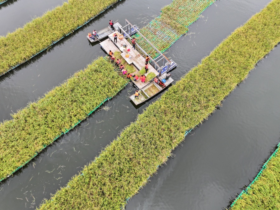 安徽淮南：“水上糧倉”喜豐收【3】