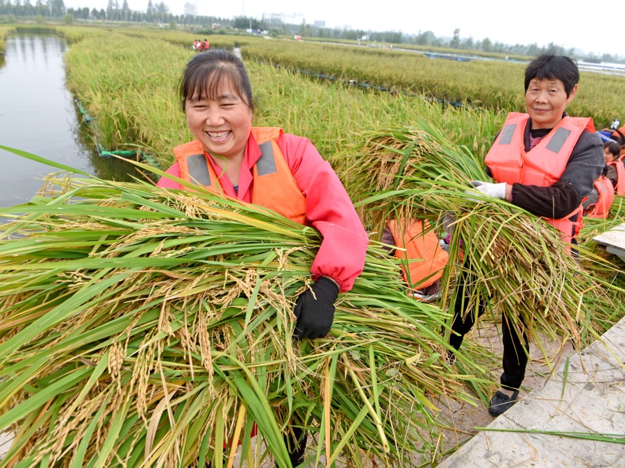 安徽淮南：“水上糧倉”喜豐收【4】