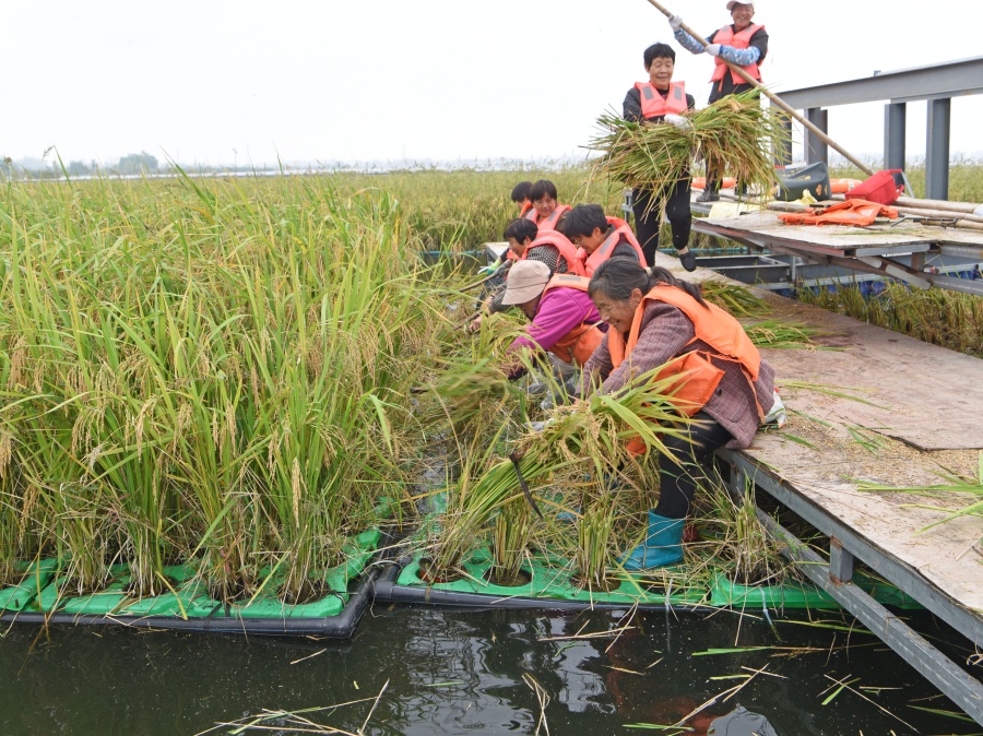 安徽淮南：“水上糧倉”喜豐收【5】