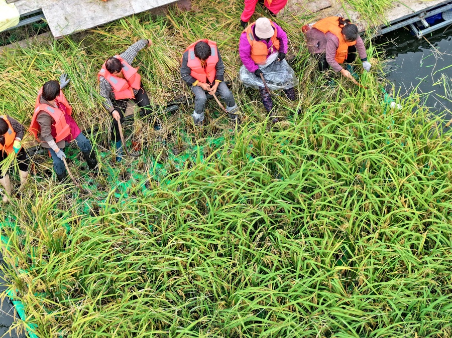 安徽淮南：“水上糧倉”喜豐收【7】