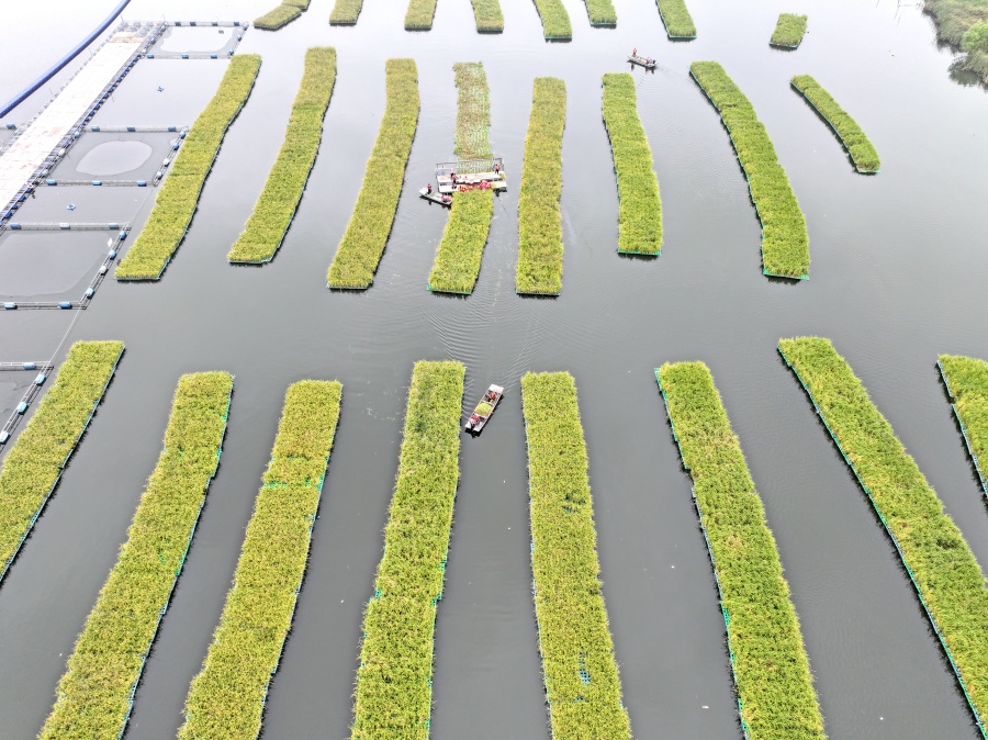 安徽淮南：“水上糧倉”喜豐收【8】