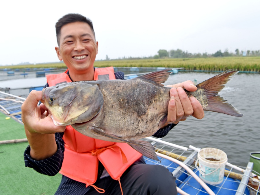 安徽淮南：“水上糧倉”喜豐收【10】