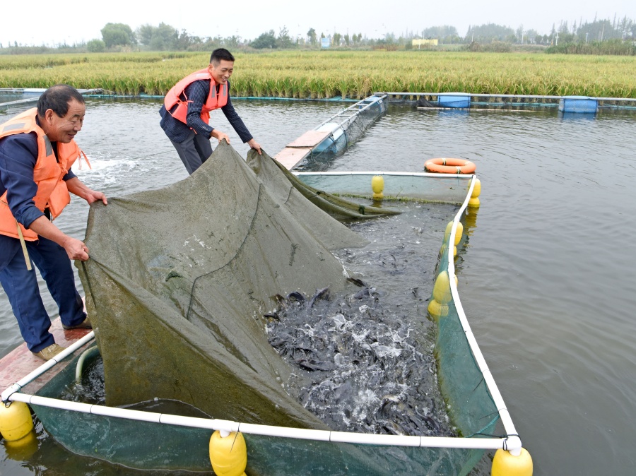 安徽淮南：“水上糧倉”喜豐收【11】