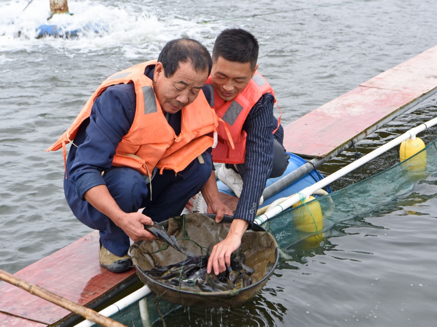 安徽淮南：“水上糧倉”喜豐收【12】