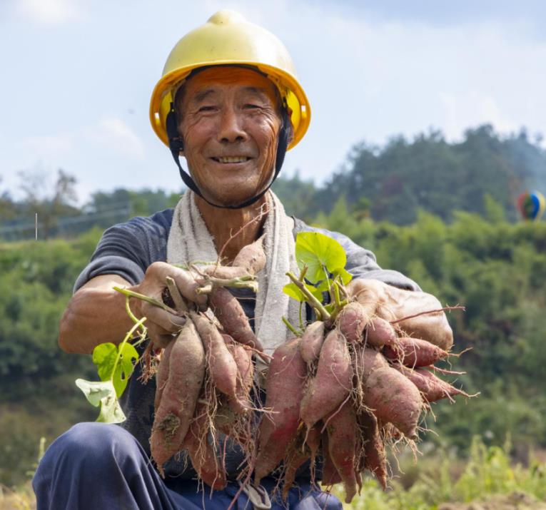 金沙娱乐- 金沙娱乐城- 澳门在线城宣城绩溪扬溪镇：土地流转激活“沉睡田” 种出乡村振兴新“薯”光