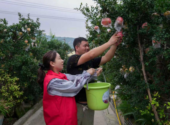 志願者和種植戶一起搶收石榴。