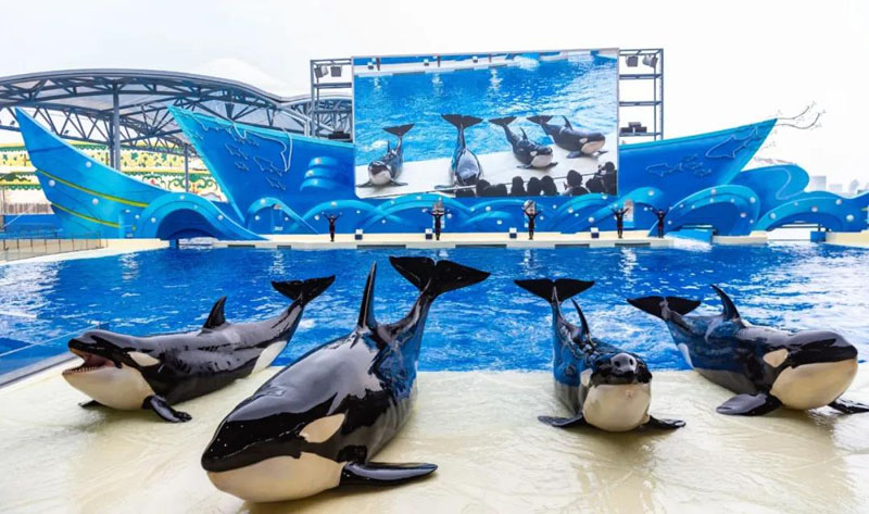 上海海昌海洋公园虎鲸家族。
