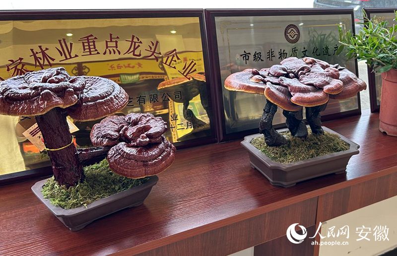 靈芝盆景。人民網記者 高飛躍攝
