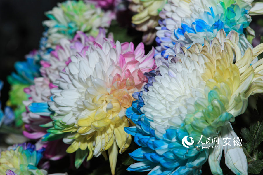 全椒首屆菊花展上展出的彩色菊花。人民網記者 張俊攝