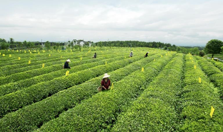 生态茶园。徽州区委宣传部供图