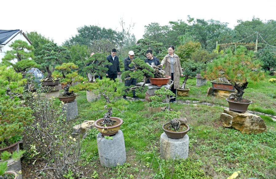 游客欣赏盆景种植。