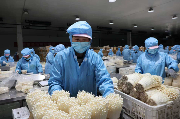 工人们正在流水线上进行采收作业。