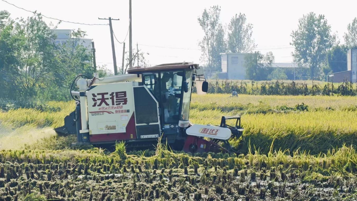 收割机正在作业。