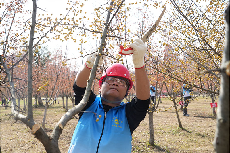 树木修剪比赛现场。