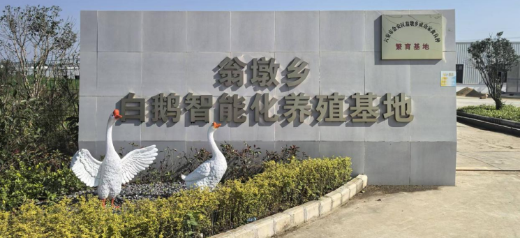 翁墩鄉鄭樓村白鵝智能化養殖基地。