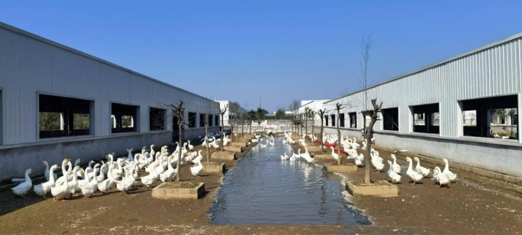 翁墩鄉鄭樓村白鵝智能化養殖基地。