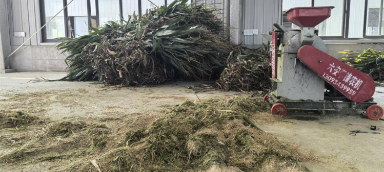 翁墩鄉鄭樓村白鵝智能化養殖基地。
