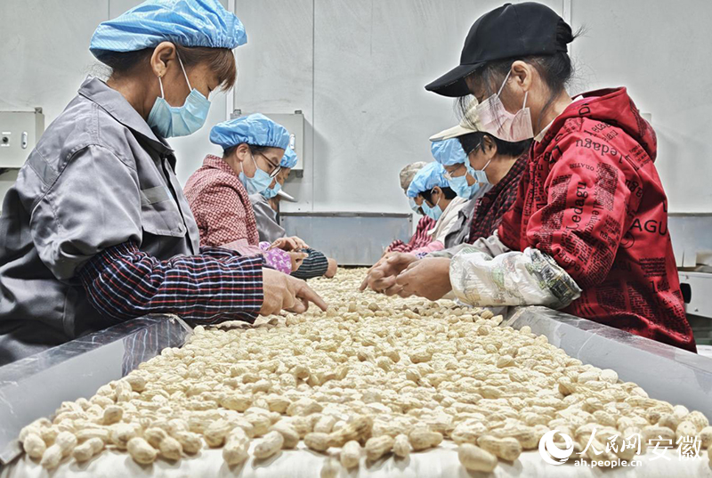 绿色益农共富工坊里，村民们正在挑选花生。人民网记者 周坤摄