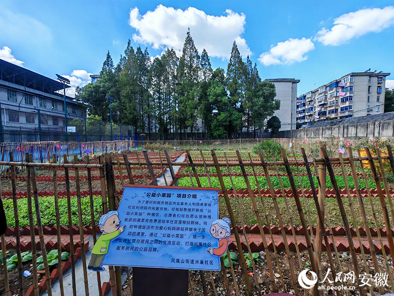 兴巢社区“公益小菜园”。人民网 丁纪摄