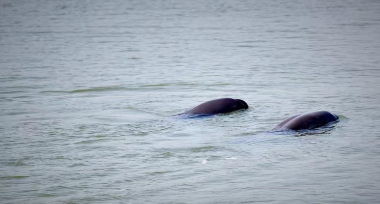江豚在长江东至段嬉戏。