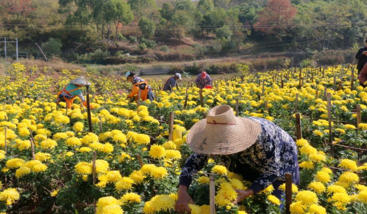 徽州区潜口镇东山村菊花田。