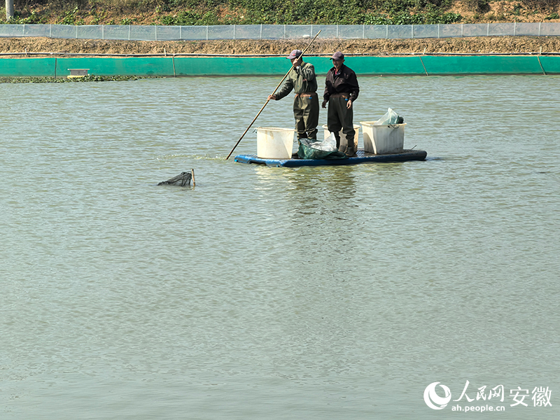 在生态养殖基地,蟹农撑筏捕蟹。人民网记者 汪瑞华摄