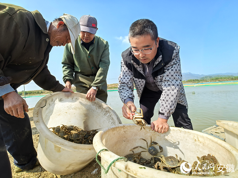 “无为晚蟹”陆续开捕上市。人民网记者 汪瑞华摄