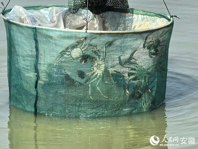 爬到地笼里的“无为晚蟹”。人民网记者 汪瑞华摄