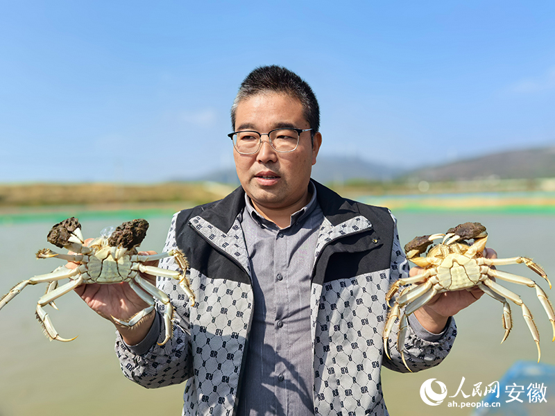 新鲜捕捞上来的“无为晚蟹”。人民网记者 汪瑞华摄