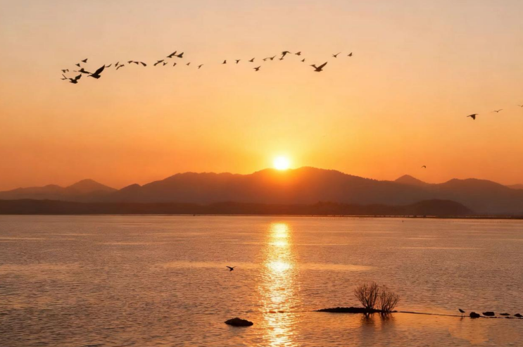 夕阳余晖洒入湖中,成群候鸟时而立于浅滩觅食嬉戏,时而飞跃湖面翩翩起舞,与晚霞相映成趣。东宣 摄