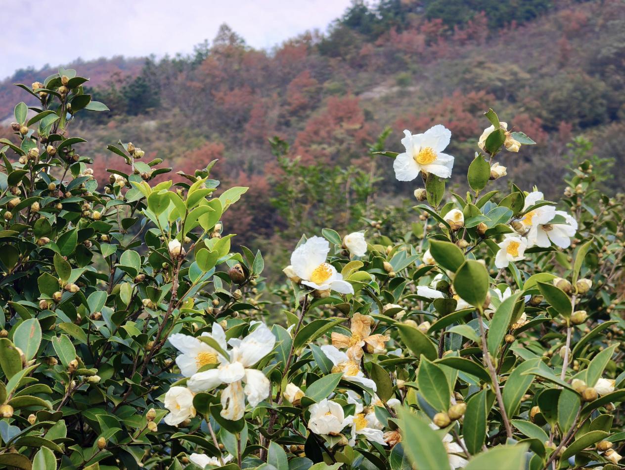 深秋白花映紅葉。