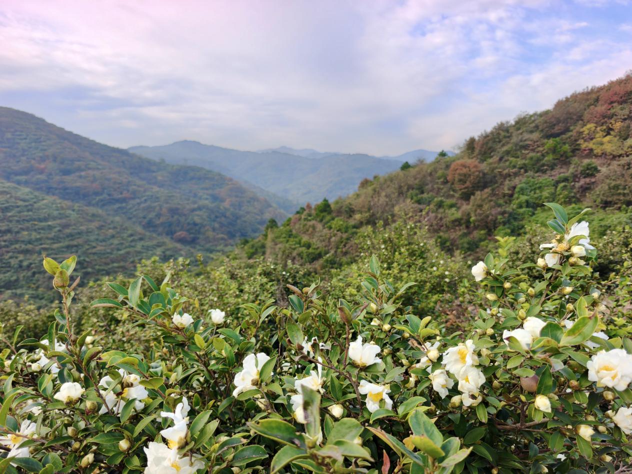 深秋白花映紅葉。