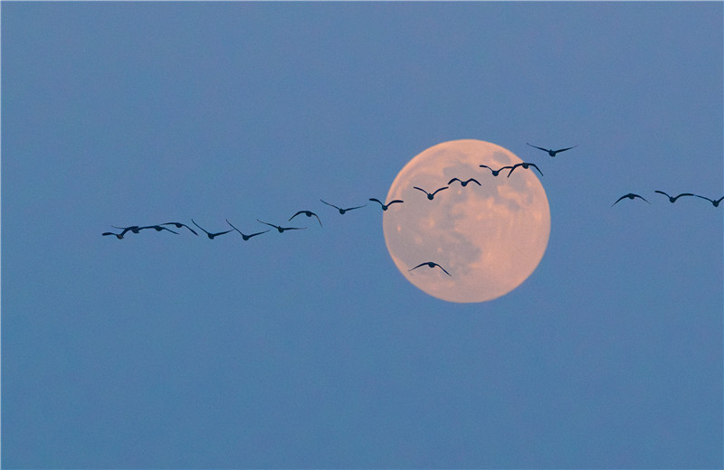 飞鸟与“超级月亮”。