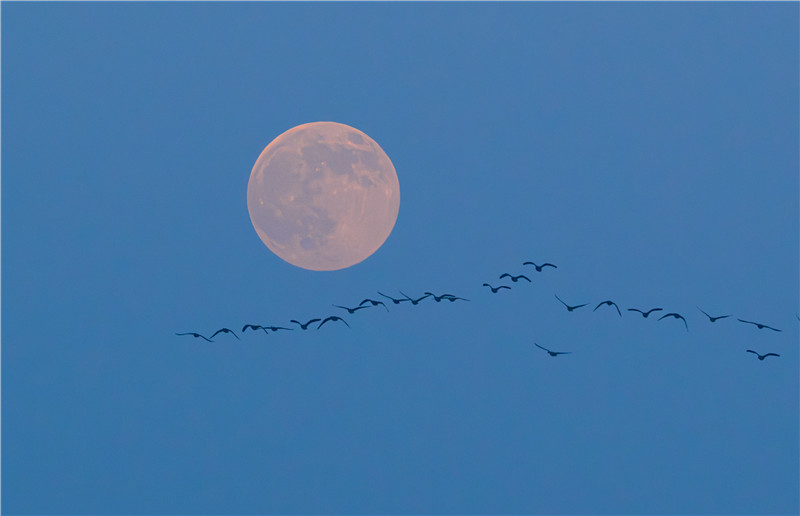 飞鸟与“超级月亮”。