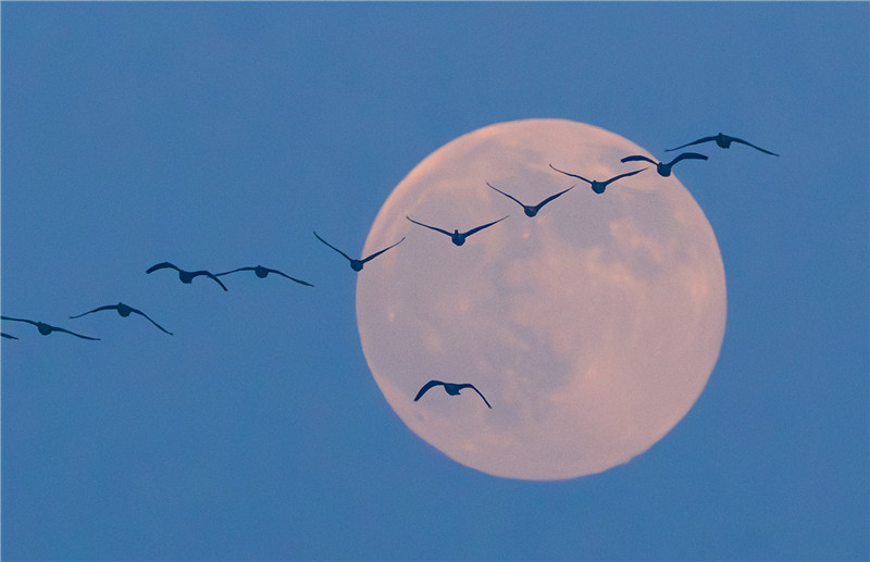 飞鸟与“超级月亮”。