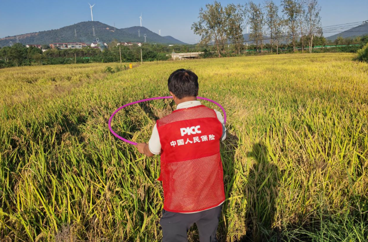 安徽人保財險理賠人員在稻田查勘。