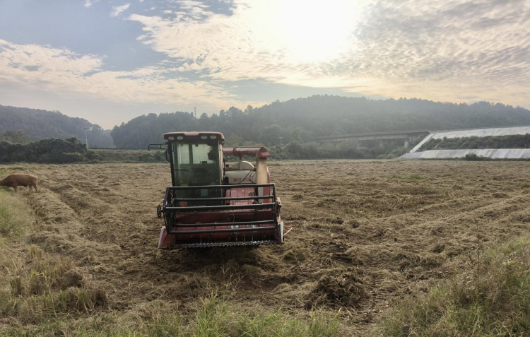 安徽人保財險調度收割機搶收水稻。