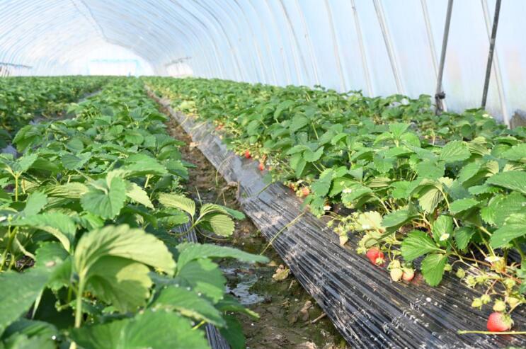 青果红果挂满莓垄。杜刚 摄