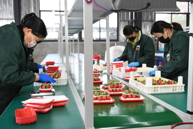 精品长丰草莓整装待发各大城市。杜刚 摄