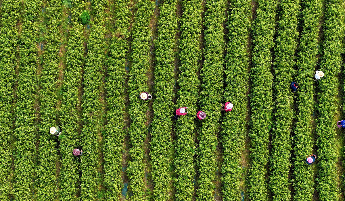 舒城县古尖香茶厂内茶农正在采摘茶叶。郭昊摄