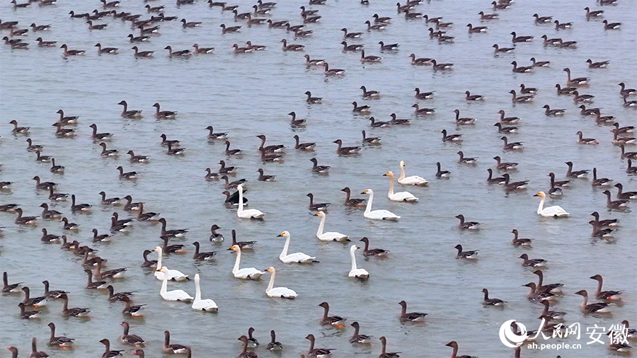 池州升金湖，迎來大批越冬候鳥。人民網 郭昊攝
