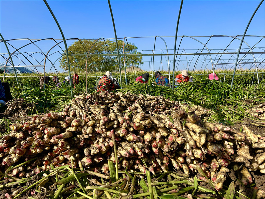 生姜迎來豐收季。吳朋朋攝