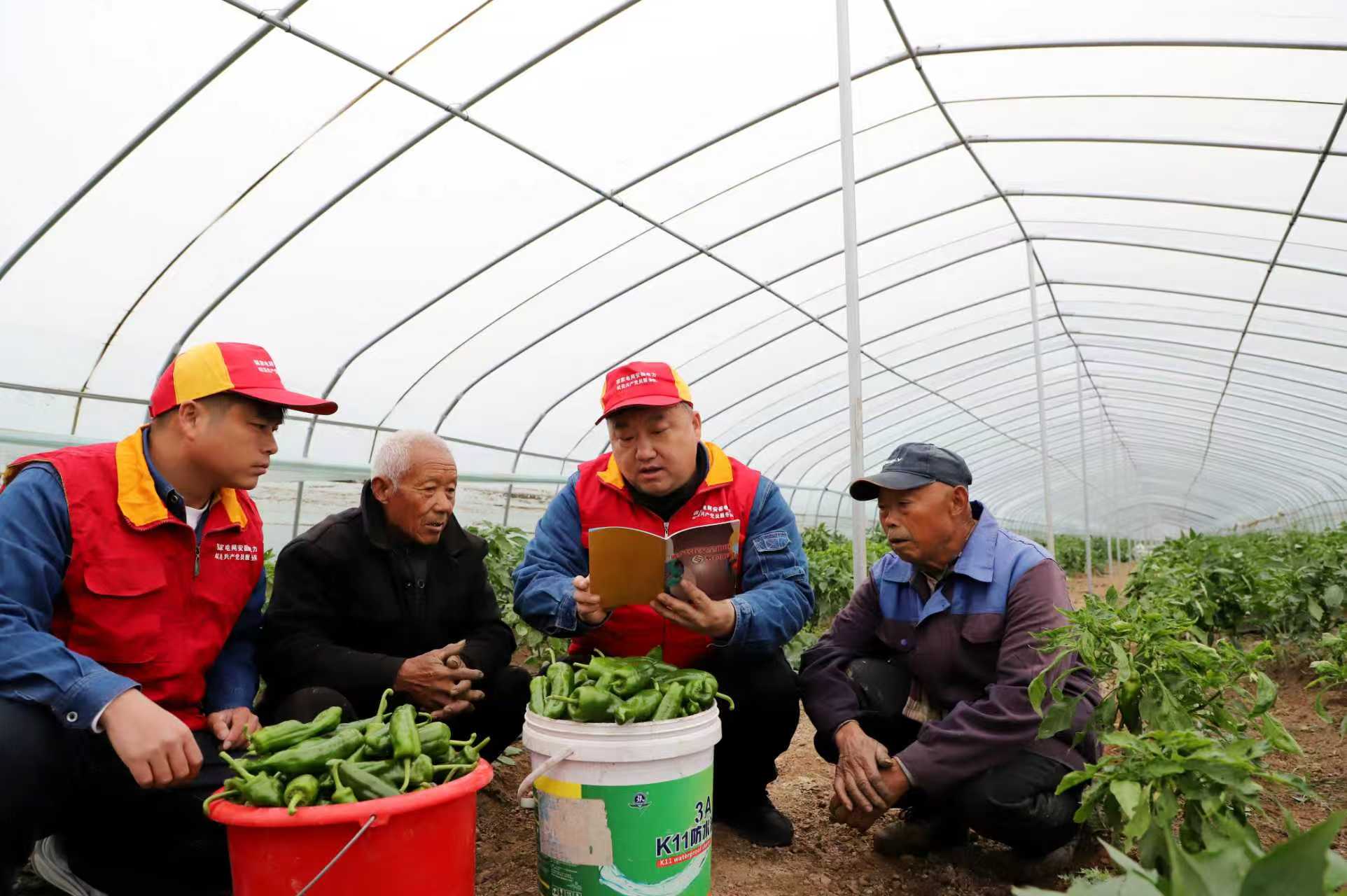 安徽渦陽：應對寒潮天氣 保障蔬菜生產供應